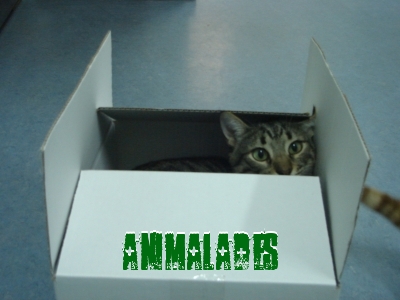 Foto Animalades web SR XAT.jpg